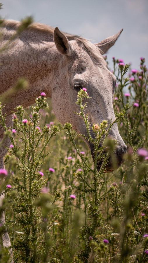 Pampas Del Sur Hotel Y Spa De Campo Cañuelas المظهر الخارجي الصورة